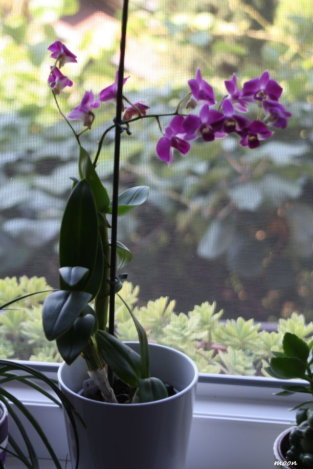 dendrobium